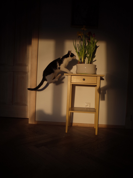 402 :: Flower play
